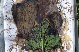 Ritter_chemogramm-unbelichtet_800