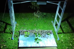 Pflanzenlandschaft_Belichtung_mit_Gesichtsbraeuner_von_Leiter_2_800