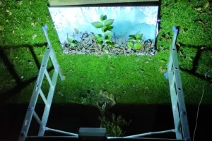 Pflanzenlandschaft_Belichtung_mit_Gesichtsbraeuner_von_Leiter_3_800