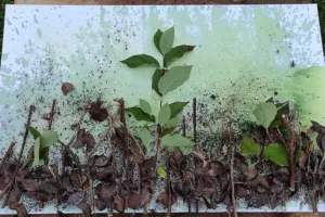 Pflanzenlandschaft_roh_aufgelegt_800