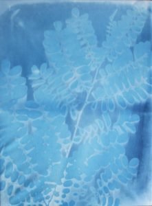 Cyanotypie auf Leinwand 50x70cm, Atkinsgraphie