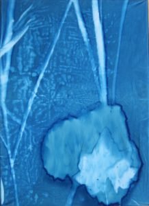 Cyanotypie auf Leinwand 50x70cm, Atkinsgraphie
